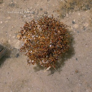 Teamwork makes the dream...float? 😅 These fire ants will do whatever it takes to protect their colony 🐜🐜🐜💪 #AmericasNationalParks is streaming on Disney . | National Geographic Animals