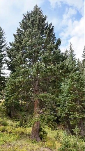 Identifying Engleman Spruces #spruce #mountains #plantidentification