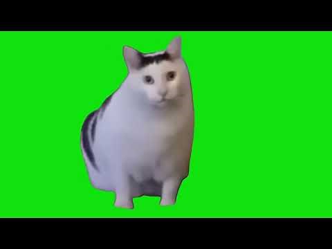Cat Saying Huh Meme Green Screen Template