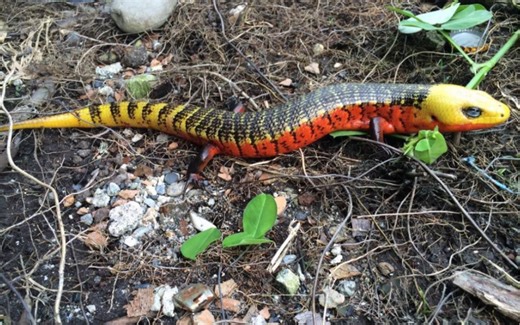 单脊肢蛇蜥 Diploglossus monotropis