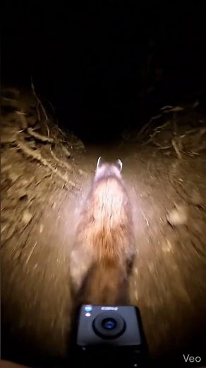 Weasel Cam Goes INSIDE Burrow! 🤯