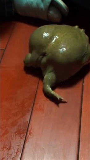 🐸🤣So Big Fat Toad Funny #animals #toad #funny #youtubeshorts