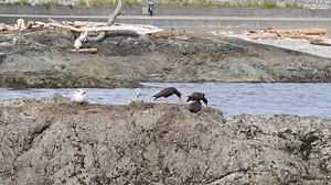 Black Oystercatchers (Haematopus bachmani) | BIRDS & Nature