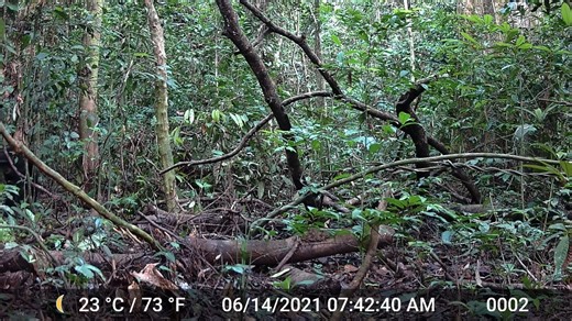 By munching on fermented fruit, chimpanzees consume the equivalent of roughly 1 alcoholic drink per day, new #ScienceAdvances research finds. https://scim.ag/4ppAQe1 | Science