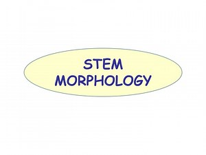 STEM MORPHOLOGY - SlideServe