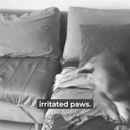 🧴 Same beloved powder - now in a smarter bottle You already know the powder works - for itch, stink, and all things yeasty, nothing touches it. Now it’s even easier to use in all the itchy nooks and crannies! ✅ Target small trouble spots ✅ Apply cleanly in skin folds, between toes, around ears ✅ No mess, no waste—just precision Still 100% natural, non-toxic, and safe for daily use. Just in a bottle that does more. Because you asked and we listened! 👉 Now available with the new Precision Point 