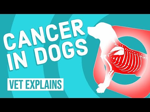 Cancer in Dogs