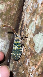It's amazing to see these beautiful lantern cicadas and birds!