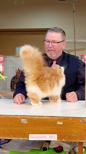 Understanding Cat Behavior Through Tail Movements