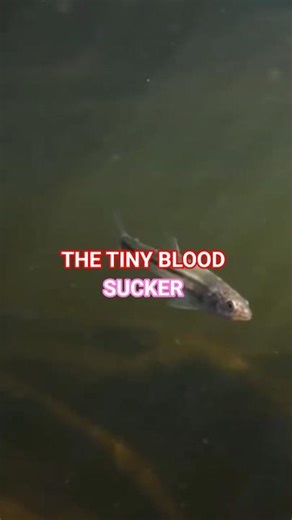 “Candiru: The Tiny Bloodsucker of the Amazon”