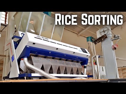 Rice Sorting | Improving Rice Quality With Sorting Machine