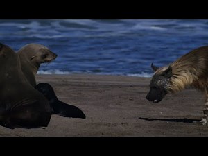 Questa iena perlustra la spiaggia in cerca di una facile preda