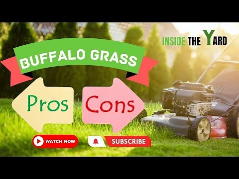 What Are The Buffalo Grass Pros And Cons?
