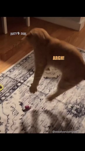 Blind Cat Surprisingly Catches Mouse | Funny Cat Clip