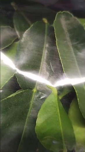 kaffir lime leaves are great fir cooking