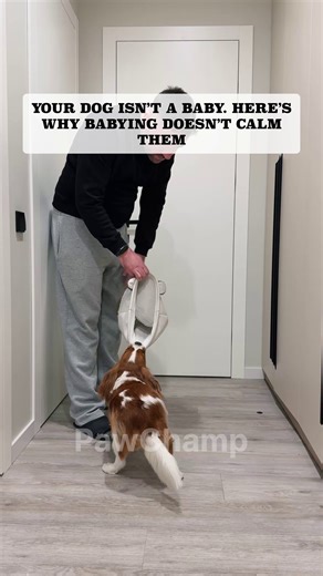 🐶 Unlock Your Dog’s Natural Calm with the Vagus Nerve Reset Challenge! 🐶 Simple, science-backed exercises designed to ease reactivity, reduce anxiety, and build stress resilience in just 10 minutes a day 🐶 No force, no complicated training—just fun, relaxing techniques to help your pup feel calmer and more confident 👇 Click below to start the journey toward a more balanced and stress-free life for your dog! | Dog's Vagus Nerve Reset Challenge