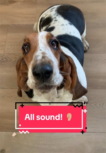 Basset Hounds: Daily Adventures with Their Unique Sounds
