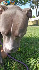 Hansel has really opened up since he's been in our care. He might still be a little shy around new people but once he opens up and he trust you. He is the sweetest, silliest, most playful and so lovable. We would prefer him to be adopted out with another dog because they really help him open up and he loves to play. 😍🐶 #adopthansel #pennylanepups #notyouraverageshelter #adaptdontshop #lovethislittleredbarn #rescueismyfavoritebreed #youcanmakeadifference #nevertoolateforahappyeverafter #furever