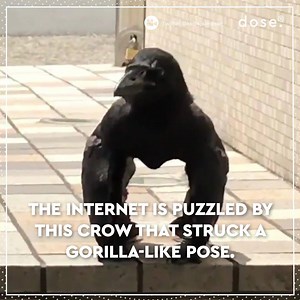 While people are sharing various ‘crowilla’ theories on social media, expert Kaeli Swift claims the ‘hybrid creature’ is just an illusion of a large-billed crow in the middle of sunning. | Dose