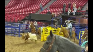 Steers are perfect for a fan favorite rodeo! Stretch Roping Dummies Classic Rope Quality Team Roping Horses PRCA ProRodeo Official NFR Experience #xstopstheclock #dreamteamroping | Buddy Hawkins