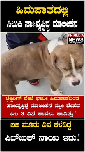ಹಿಮಪಾತದಲ್ಲಿ ಸಿಲುಕಿ ಸಾ*ನ್ನಪ್ಪಿದ್ದ ಮಾಲೀಕನ ಬಳಿ ಮೂರು ದಿನ ಕಳೆದಿದ್ದ ಪಿಟ್‌ಬುಕ್ ನಾಯಿ ಇದು.!