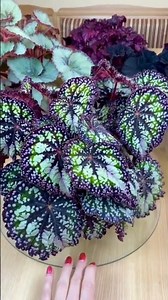 Begonia. Diseases and pests.