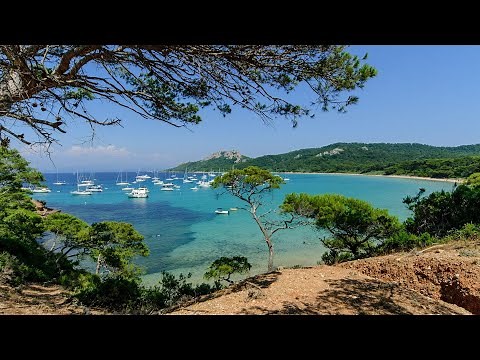 Sea Waves 🌊 & Birds Singing🐦 For Relaxing [SOUND OF OCEAN] 10 Hours