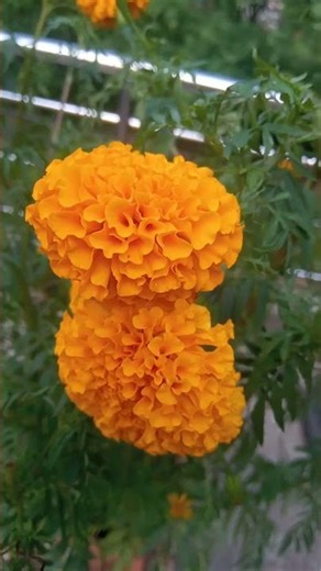 Forget toxic people and enjoy your life😇💝💝✨| #thodisidaaru #enjoylife #trending #flowery #nature