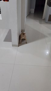 Simba the goalkeeper😂😂😂 What a pose simba😻🐈❤️ #catsfacebook #catlover #cat | CheetoSimba