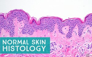 【皮肤病理】Normal Skin Histology - Explained by a Dermatopathologist