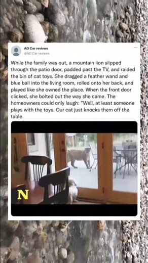 Wild Cougar Plays Around With Domestic Cat Toys #shorts