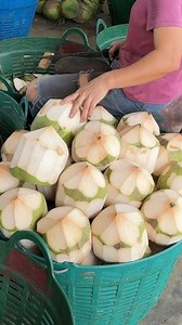 4M views · 33K reactions | How Chinese Farmers Turn Coconuts into Premium Products! 便 #shorts #plants #farming #nature #reels #China #instagram #fruits | The Facts Hub | Facebook