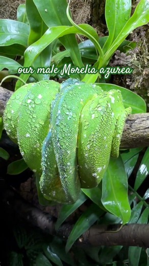 Bioactive Green Tree Python enclosure - The female is pregnant!!
