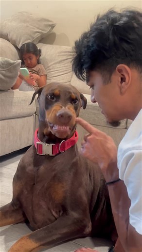 The Real Side of a Doberman: Hilarious Moments