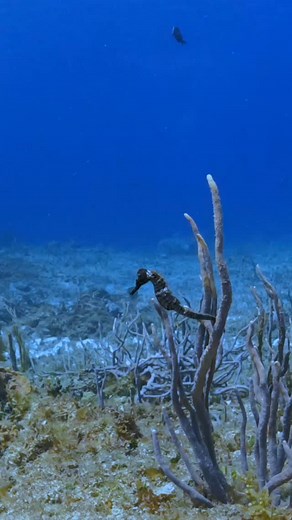 Seeing a Seahorse move location is a rare sight. This one I saw from afar and was able to capture this footage. Shot with @gopro hero13 using a @aoi_underwater wide lens and edited using Calypso GoPro allround LUT created by @underwater.lunatics. #diving #scuba #gopro #seahorses #ocean | Bubba Lawrence