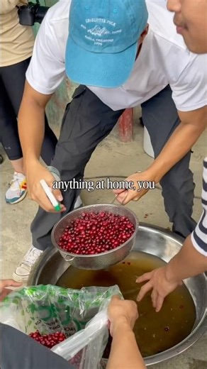 Processing Robusta Coffee in Ilocos Sur, Philippines