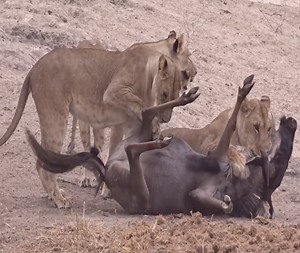 The wildebeest's deadly river crossing, it died tragically before the sharp claws of the lions | Xuân Amazing Wild
