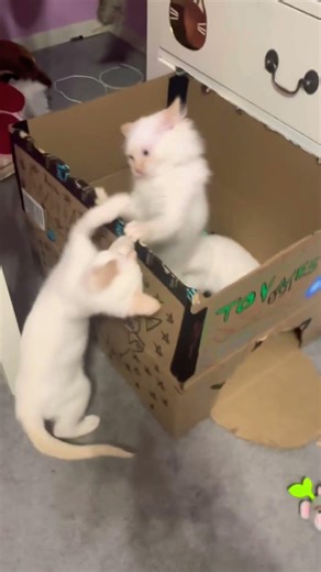 Good moments of baby Archer and Baby Anitinha 🥰 #cat #funnyshorts #viral #trending #fun #kitten