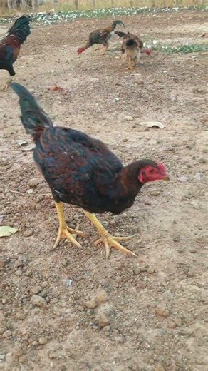“Morning Patrol in the Village Yard” 🐓🌾