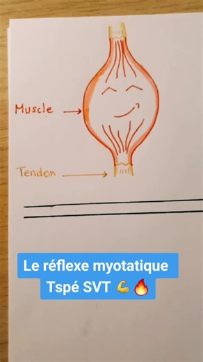 Le Réflexe Myotatique Expliqué - SVT, Terminale, Bac Muscles