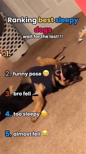 Ranking best sleepy dog moments🐶😴 #animals #funny #cute #viral #viralshorts