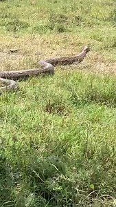 131 reactions · 4 comments | Truly there's never a dull moment in the mara! Watch this massive African python moving after a failed hunt attempt.... | Benson Njapit | Facebook