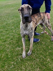 How to Train Your Older Dog to Use Puppy Pads