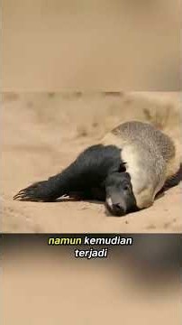 Mamba Hitam Mengira Honey Badger Sudah Mati, Tapi 2 Jam Kemudian Ia Bangkit! 😱