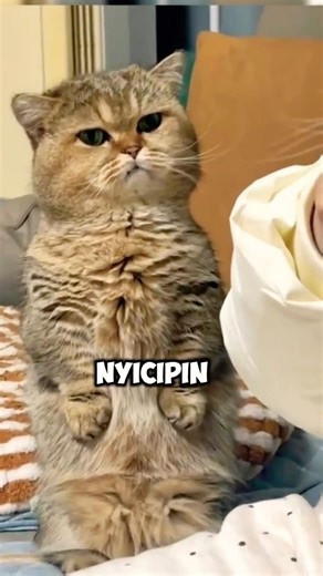 Sabar Level Pro : Nungguin Si Ade Saur.😭🐾 #Shorts #KucingLucu #Ramadan2026 #cat cats #fypシ