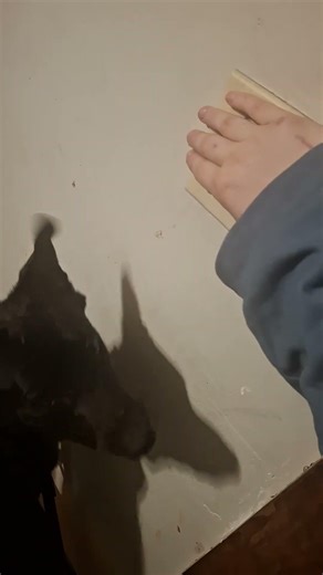 Service dog task training- service turns off lights #balancedtraining #servicedogtraining