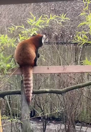 23K views · 2.1K reactions | The Pittsburgh Zoo is a contributing partner in the AZA’s 41st red panda SAFE species program. This program aligns Zoo-based red panda conservation efforts with management and research efforts in the wild led by the Red Panda Network in Nepal, India and Bhutan. | Pittsburgh Zoo & Aquarium | Facebook