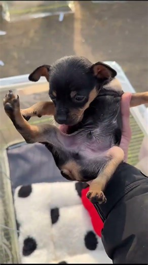 POV: Met a tiny "Deer Dog"! 🦌 Stunning Miniature Pinscher Puppy | Dog Market