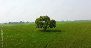 Drone orbiting around a single tree on cultivated farmland in Nepal, showcasing the green nature, sustainable land, and thriving agriculture in the Terai region Plains tourism