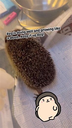 6.1K views · 443 reactions | Spiny Norman’s Hedgehog Support on Reels | Facebook